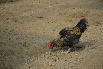 chicken © Nunmanut Ponyiam