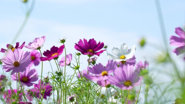 コスモス畑の4Kスローモーション動画