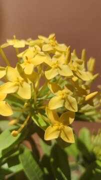 Yellow Ashoka flowers blooming in clusters, showcasing vibrant tropical blossoms and lush ornamental foliage in a garden setting.