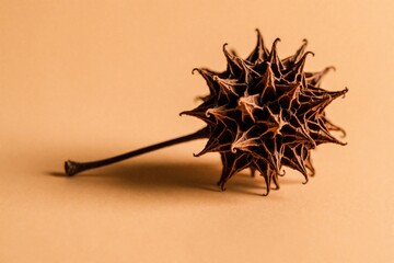 Obraz premium Dry sweetgum fruit with sharp spikes lies on warm tan background. Brown organic seed pod shows natural texture, botanical detail. Macro shot of autumn plant part for nature lovers science study.
