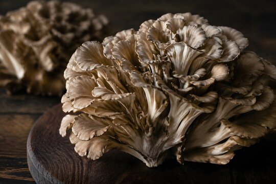 Fresh Maitake Mushrooms Form Feathery Gray-Brown Clusters on Dark Wood Under Soft Lighting Food Photography