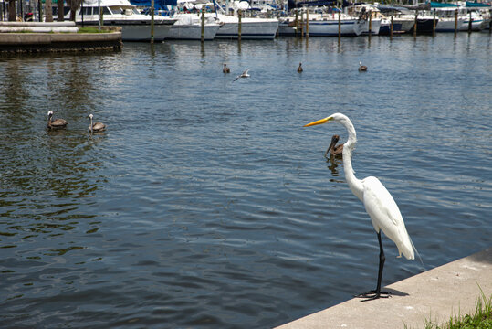 A white great egret stands on a concrete waterfront edge overlooking a marina in Gulfport, FL with moored boats and swimming pelicans, conveying a peaceful coastal scene with calm water and warm natur
