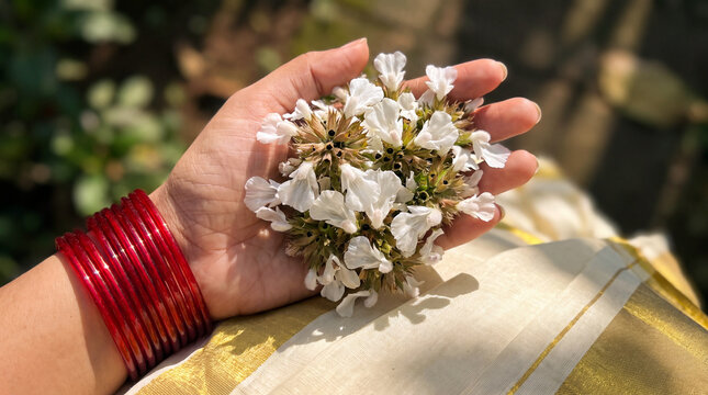 Woman hand wearing red glass bangles holding fresh white thumba flowers over traditional Kerala Kasavu saree with gold zari border under bright sunlight, close up.
