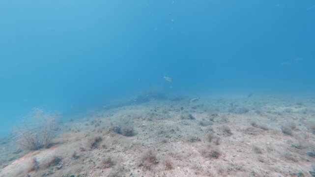 coral reef with tropical fish