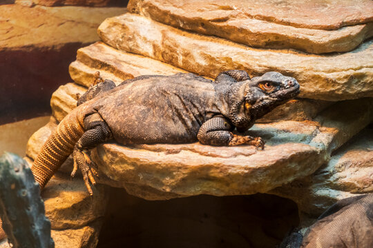 This common chuckwalla rests on a desert rock ledge. It features a heavy, dark, wrinkled body, a lighter-colored tail with distinct segments, and an alert, textured head looking to the right side.