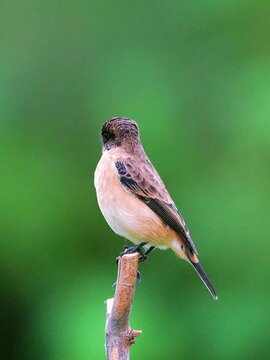 Close-up profile of a male stonechat bird perching firmly on a broken wooden stick against a smooth solid green bokeh background