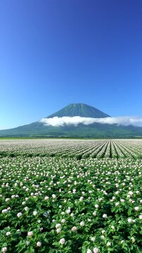 羊蹄山とジャガイモの花　北海道