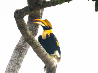hornbill © Anusak