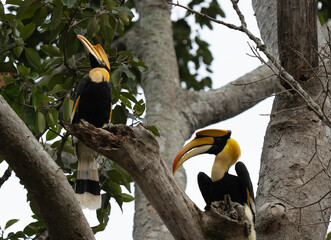hornbill © Anusak