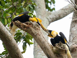 hornbill © Anusak
