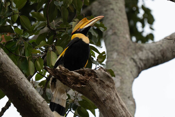 hornbill © Anusak
