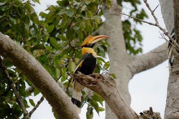 hornbill © Anusak