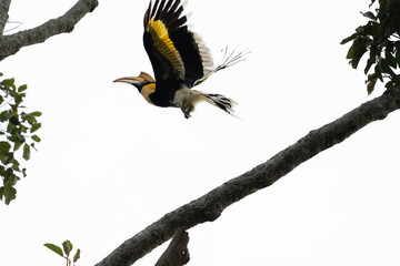 hornbill © Anusak