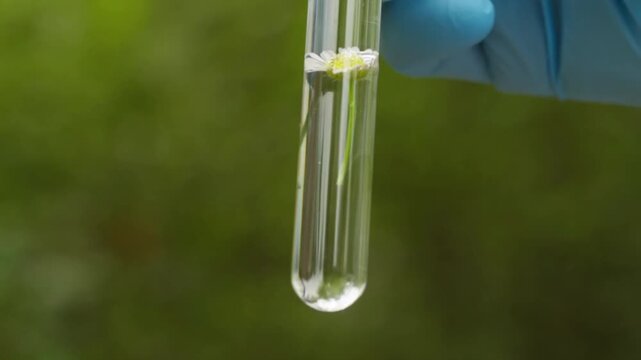 Soil Scientist Testing Earth Samples In Natural Forest