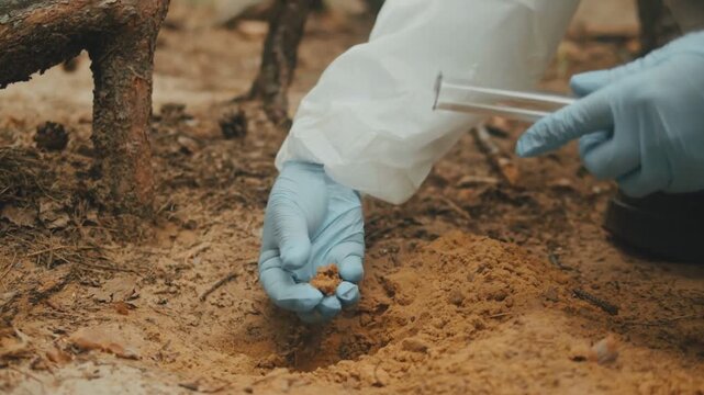 Forest Soil Sampling Survey With Scientific Probe Equipment