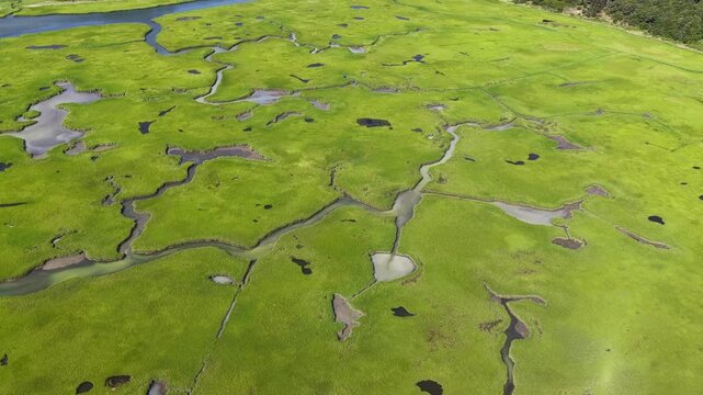 Narrow channels meander through an extensive salt marsh in Pleasant Bay, Cape Cod. Marshes provide critical habitat for many birds, fish, and marine invertebrates to feed, mate, and nest.