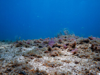 coral reef in ocean © Matthew Tighe