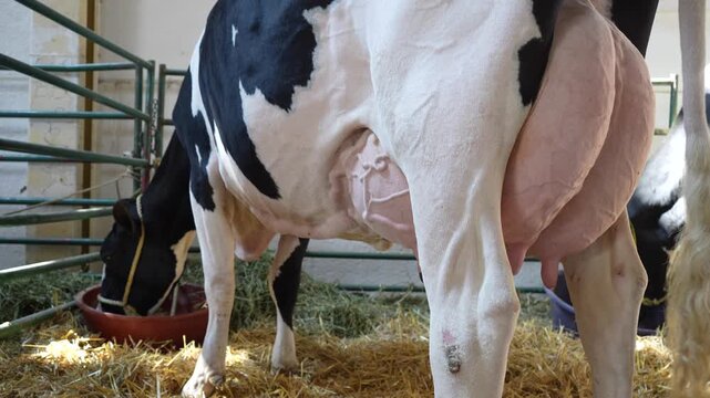 close up of a show cow udder dripping milk while standing at a livestock exhibition. Dairy production, cattle breeding, animal husbandry and agricultural tradition.