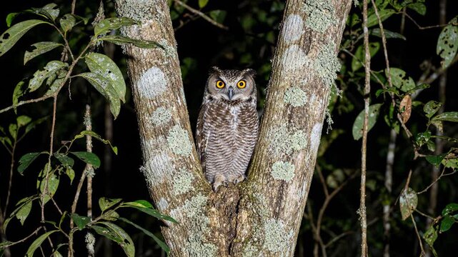 Great horned owl perched securely in the fork of a tropical tree branch during a dark night