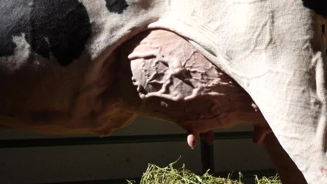 Close up of a dairy cow udder with milk dripping naturally while the animal rests. Dairy farming, milk production, livestock care, agriculture and animal husbandry