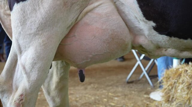 Close up of a dairy cow udder dripping milk while walking at a livestock exhibition. Dairy production, animal husbandry, cattle breeding and agricultural tradition.