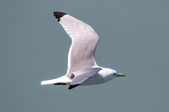 Black-legged Kittiwake in flight