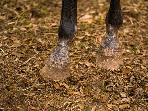 Two lower front legs and hooves of a domestic horse standing closely together on dry ground covered with fallen leaves in a farm paddock.