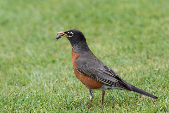 American Robin collecting worms for young