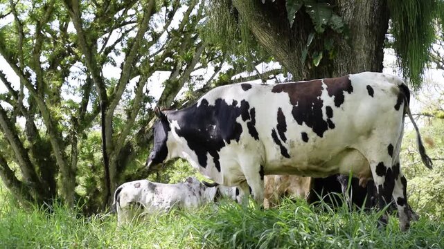 Holstein and black cattle resting beneath shade trees in a peaceful Colombian pasture