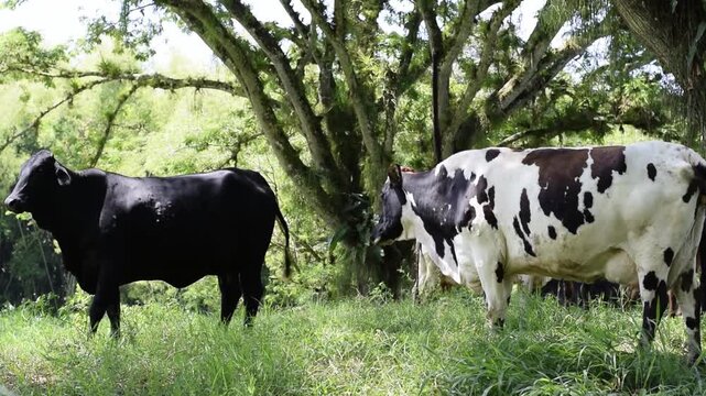 Holstein and black cattle standing under large shade trees in a lush Colombian pasture