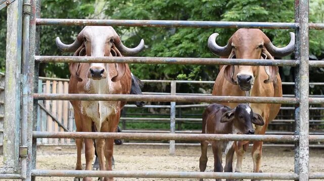 Gyr cattle cows with newborn calf standing behind metal corral fence on tropical cattle ranch