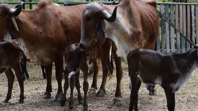 Brown Gyr cow protecting two young calves inside livestock breeding corral on tropical ranch