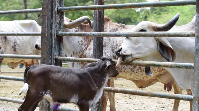 Gyr calf approaching mother through corral fence as she licks it on tropical cattle farm