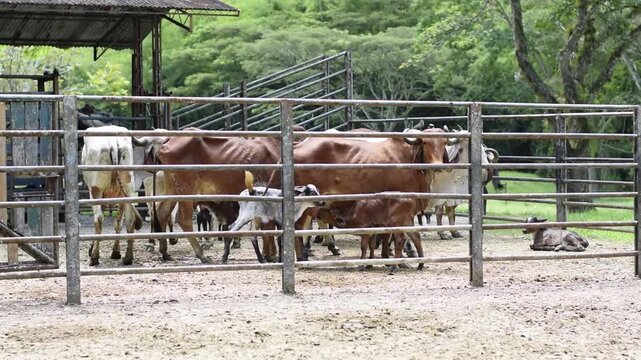 Gyr calves nursing from their mothers inside cattle breeding corral on tropical dairy farm