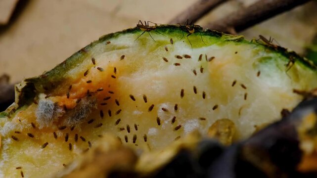 Hundreds of fruit flies and bugs in compost heap with decaying matter composting in the garden close up of bugs.