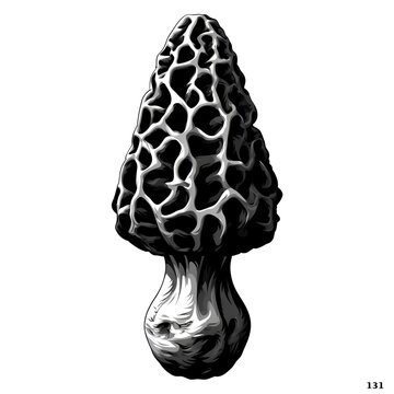 Black and white illustration of a morel mushroom with its distinctive honeycomb cap and textured stem