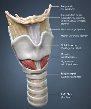 AI generated detailed larynx trachea anatomy illustration showing thyroid cartilage cricoid cartilage hyoid bone ligaments muscles airway structures for medical education
