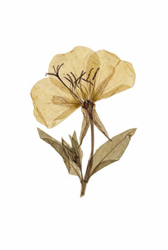 Dried Evening Primrose Bloom