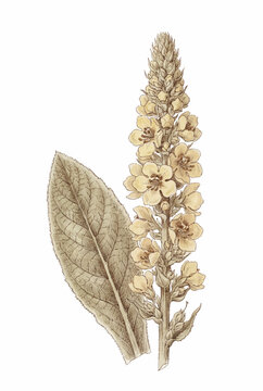 Vintage Mullein Leaf Spire