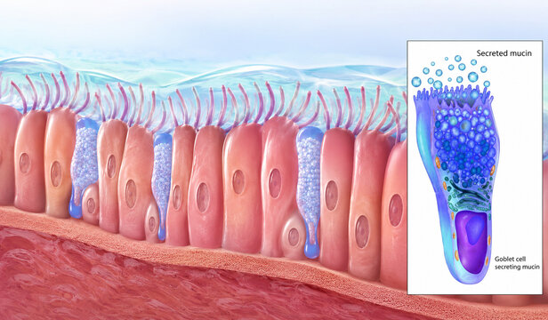 AI generated medical diagram illustrating goblet cell mucin secretion within ciliated respiratory epithelium highlighting mucus production epithelial cells airway tissue for education
