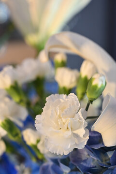 white Dianthus caryophyllus carnation flower close up with blue blurred background, elegant white carnation bloom in floral arrangement with copy space, wedding floral decor stock photography