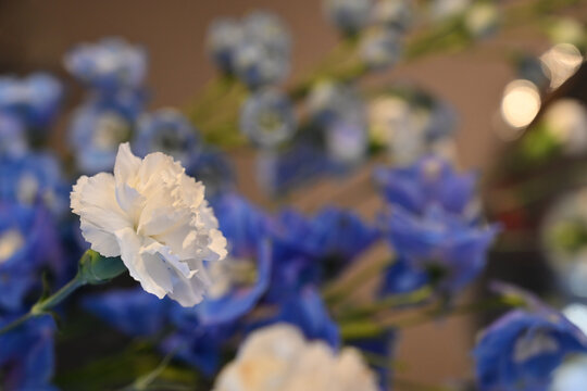 white Dianthus caryophyllus carnation flower close up with blue blurred background, elegant white carnation bloom in floral arrangement with copy space, wedding floral decor stock photography