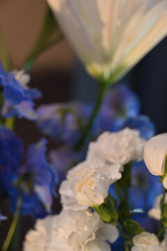 white Dianthus caryophyllus carnation flower close up with blue blurred background, elegant white carnation bloom in floral arrangement with copy space, wedding floral decor stock photography