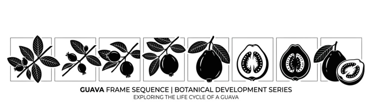 Guava Fruit Growth Life Cycle Frame by Frame Botanical Development Vector Sequence Silhouette 2026
