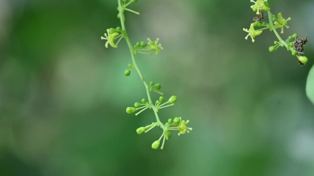 Tinospora cordifolia flowers. Its common name is&nbsp;guruchi,&nbsp;guduchi,&nbsp;amrita and the&nbsp;heart-leaved moonseed. It is a&nbsp;herbaceous&nbsp;vine of the family&nbsp;Menispermaceae.&nbsp;It has been used in ayurvedic medicine.