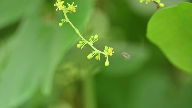 Tinospora cordifolia flowers. Its common name is&nbsp;guruchi,&nbsp;guduchi,&nbsp;amrita and the&nbsp;heart-leaved moonseed. It is a&nbsp;herbaceous&nbsp;vine of the family&nbsp;Menispermaceae.&nbsp;It has been used in ayurvedic medicine.