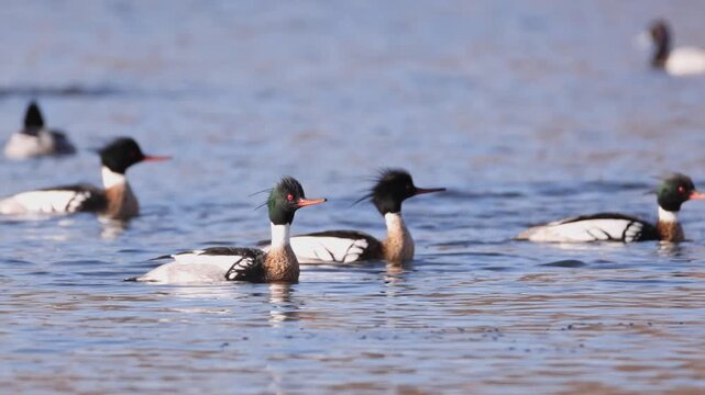 Two male Common Mergansers (Mergus merganser) perform courtship ritual behavior simultaneously. The drakes put on a performative dance to entice a female into breeding