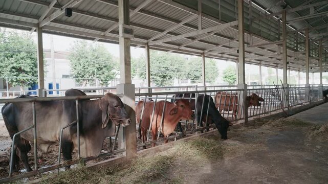 Close up of cows feeding on fresh grass in livestock shed agriculture concept.