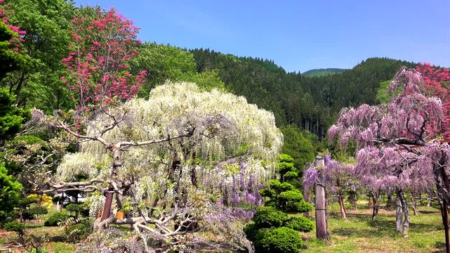 十ノ瀬藤の郷