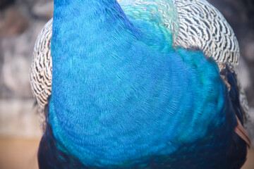 Blue feather of peacock neck closeup background © Amphawan